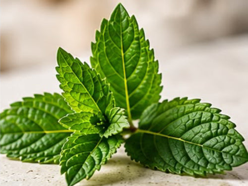 Peppermint Oil