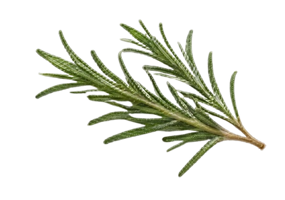 Rosemary Oil