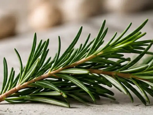 Rosemary Oil